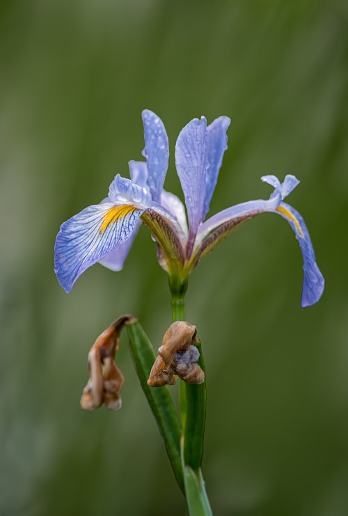 Iris