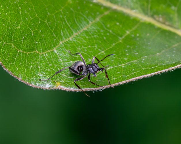 Macro images