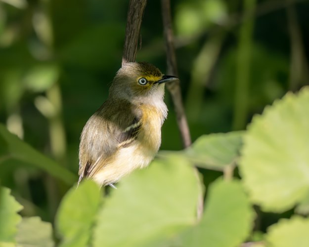 White eyed vireo