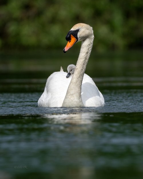Swans