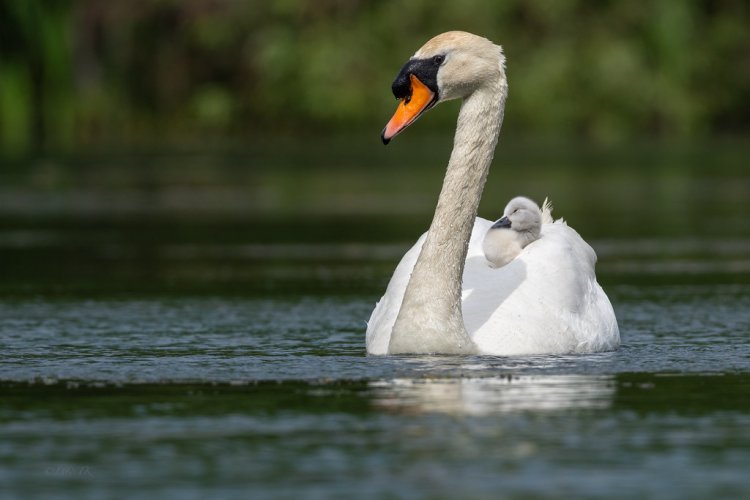 Swans