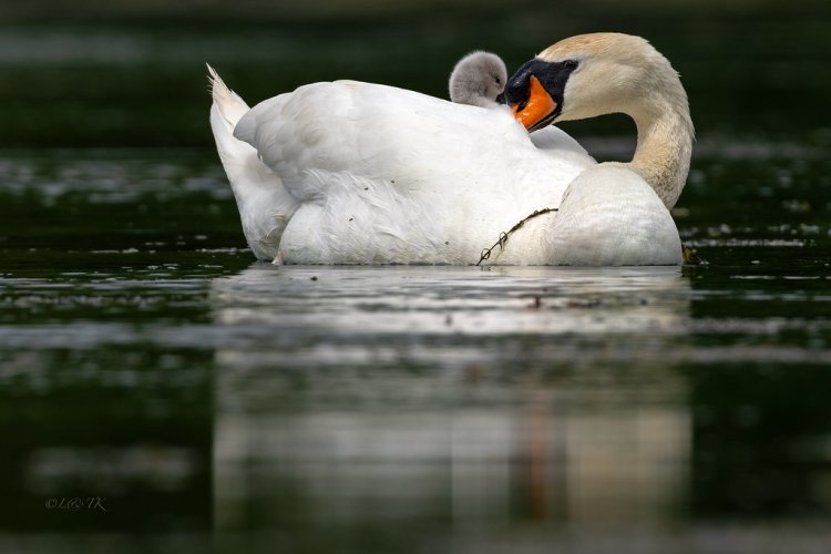 Swans