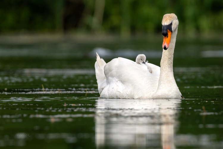 Swans
