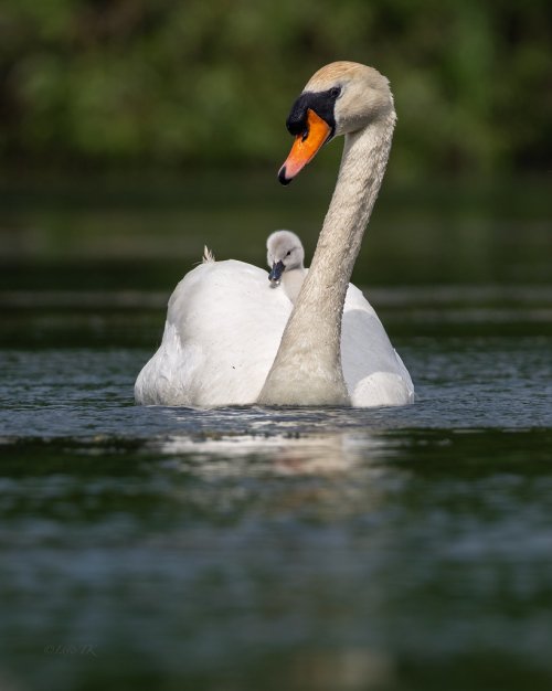 Swans
