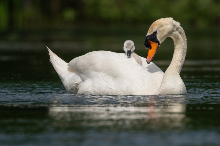 Swans