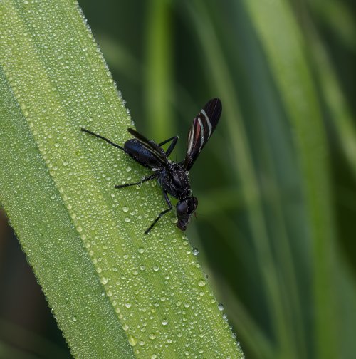 Insects
