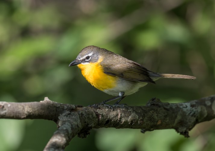 Yellow-breasted chat