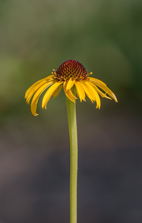 Yellow coneflower
