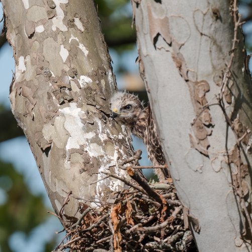 Juvenile Red-shouldered hawks