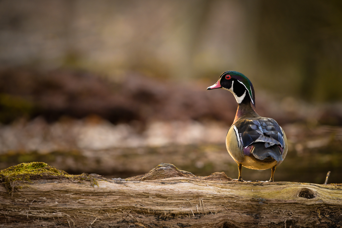 Wood Duck in the Woods | Backcountry Gallery Photography Forums