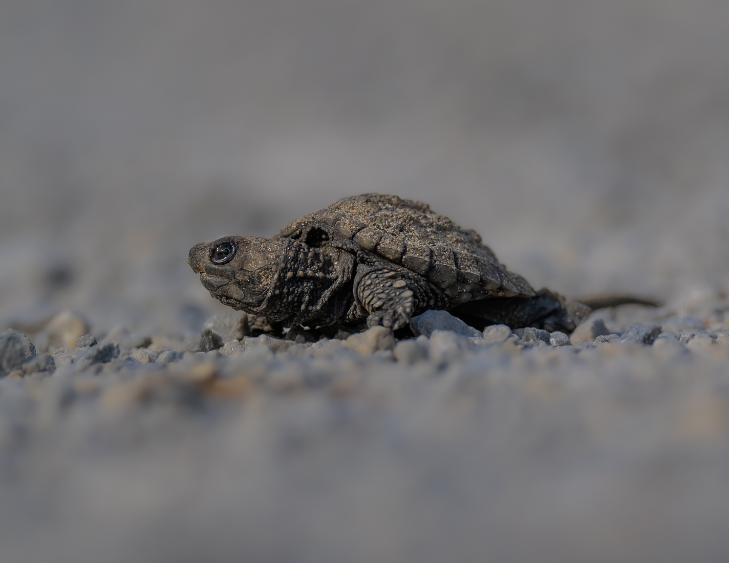 baby turtle two sized_.jpg