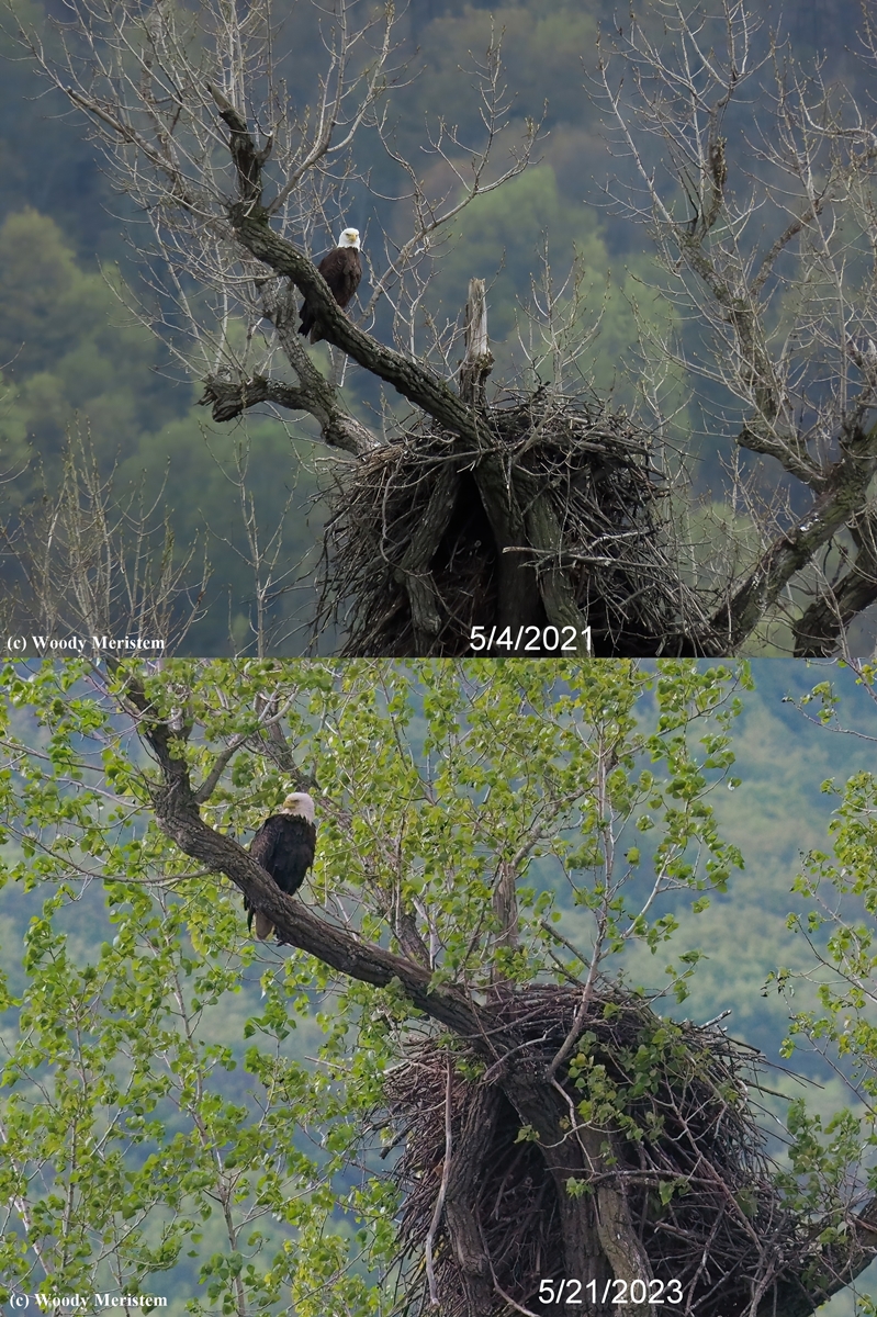 Bald Eagle - same tree 2 years apart - a.jpg