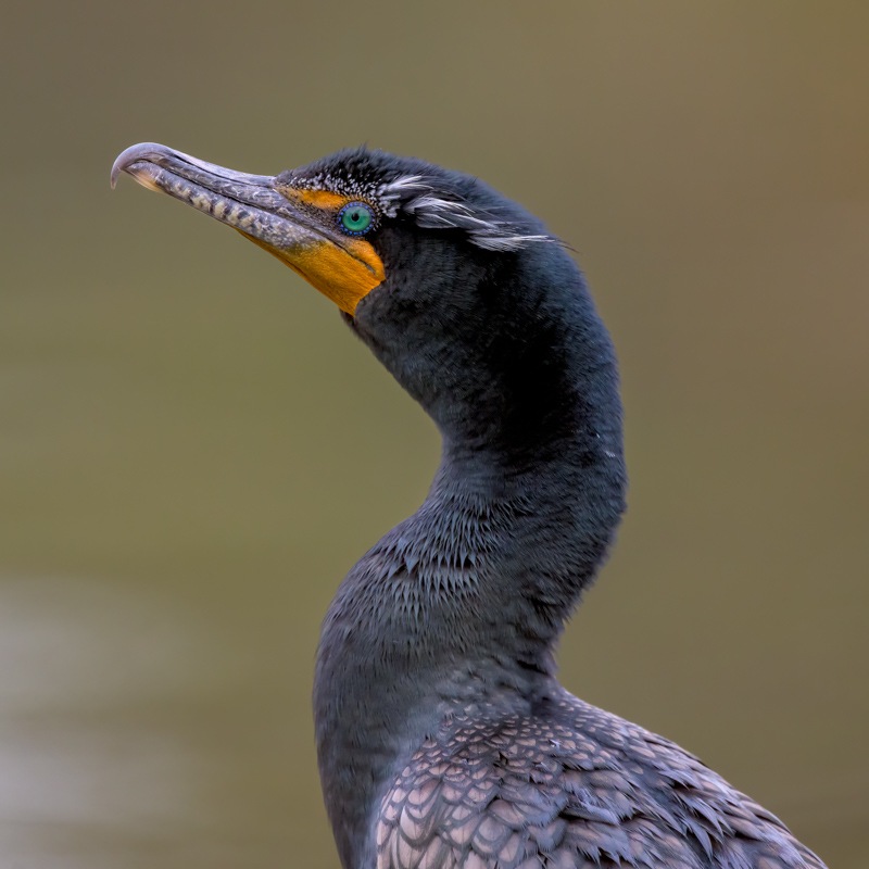 Double-crested cormorant.jpg