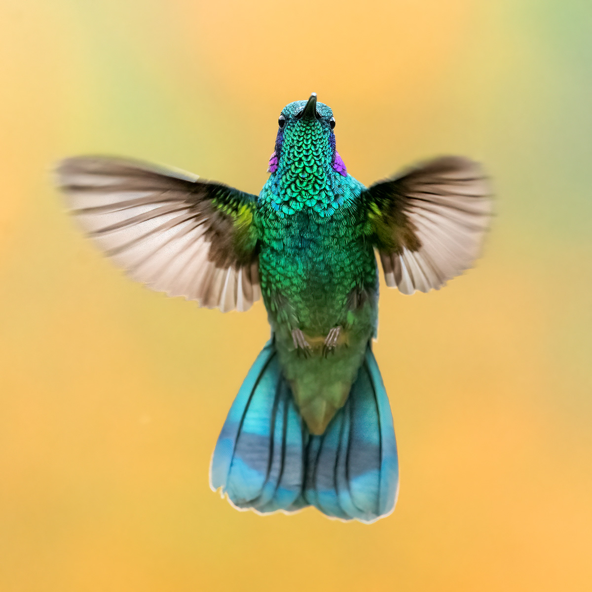 face-to-face-hummer.jpg
