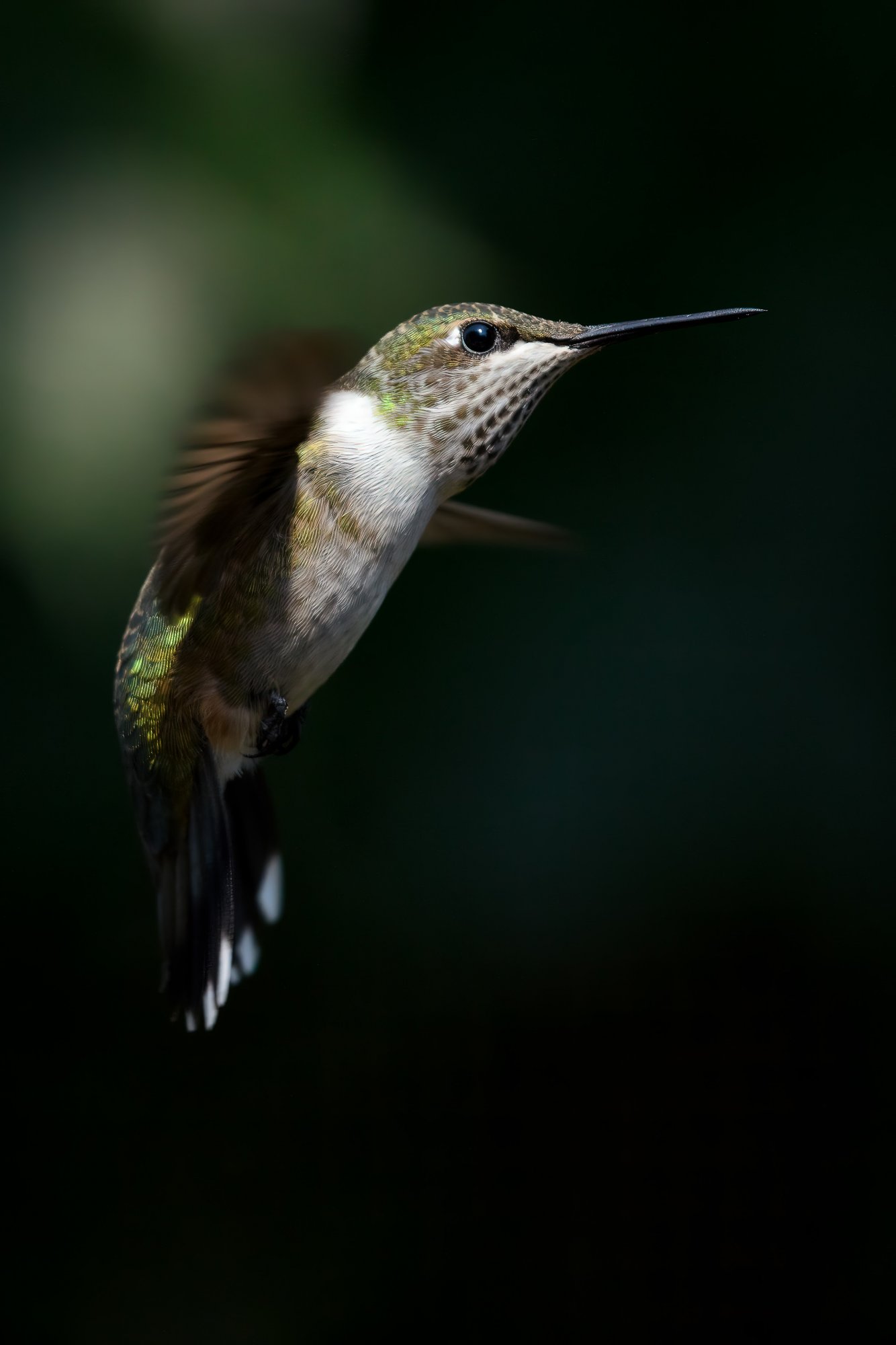 Hummingbird-8.jpg