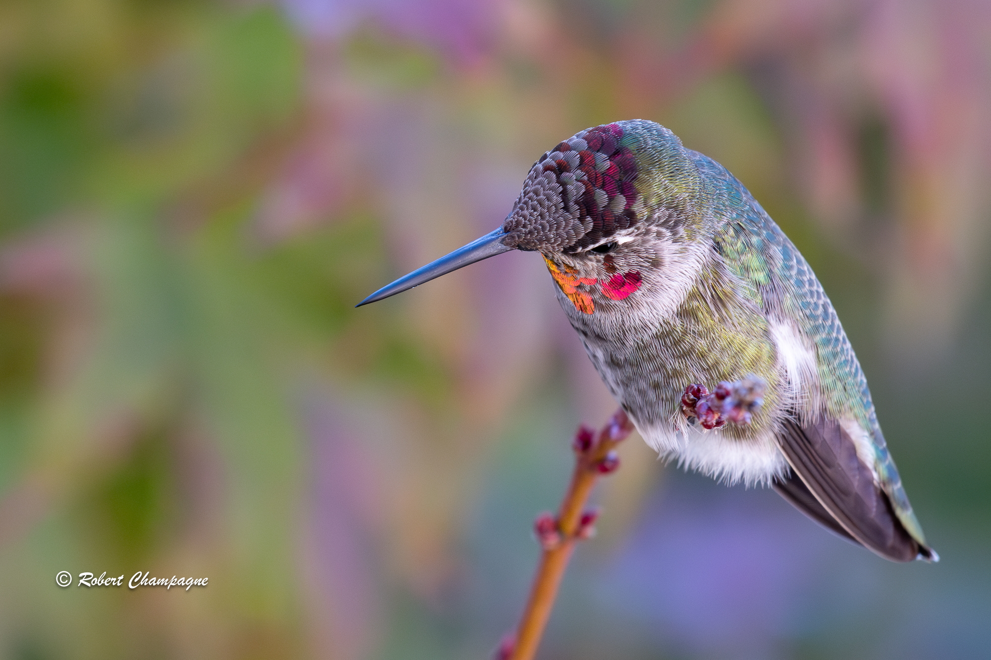 hummingbird top of head-3.jpg