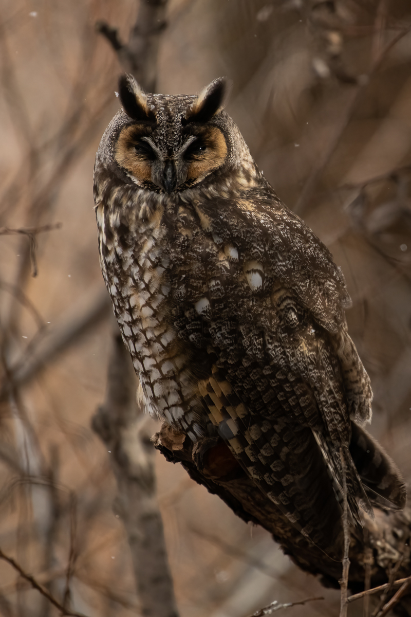 long eared owl 1257 BCG-.jpg