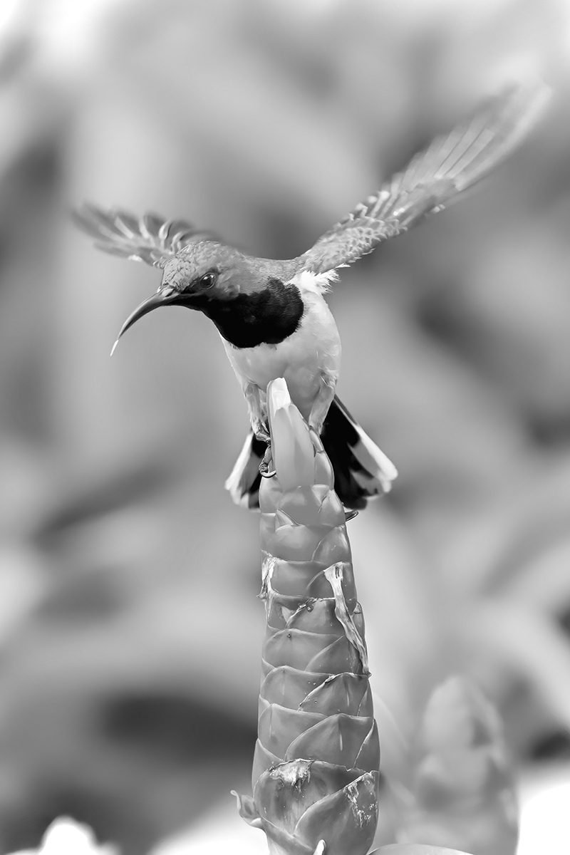 Olive-backed Sunbird (Cinnyris jugularis) 2 - 1200px.jpg