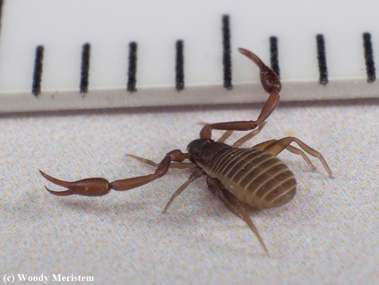 Pseudoscorpion with mm scale.JPG
