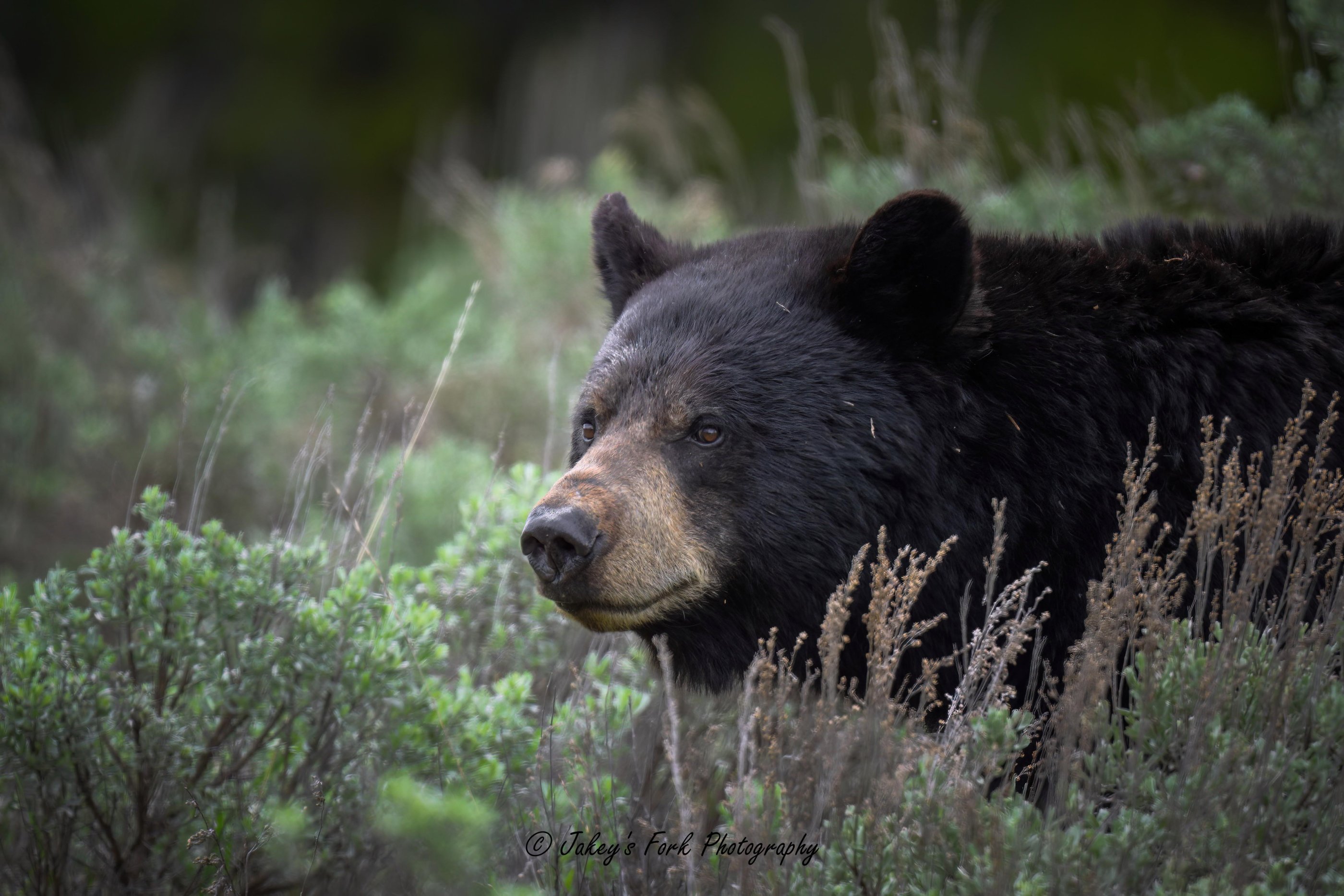 Teton Black Bear 2.jpg