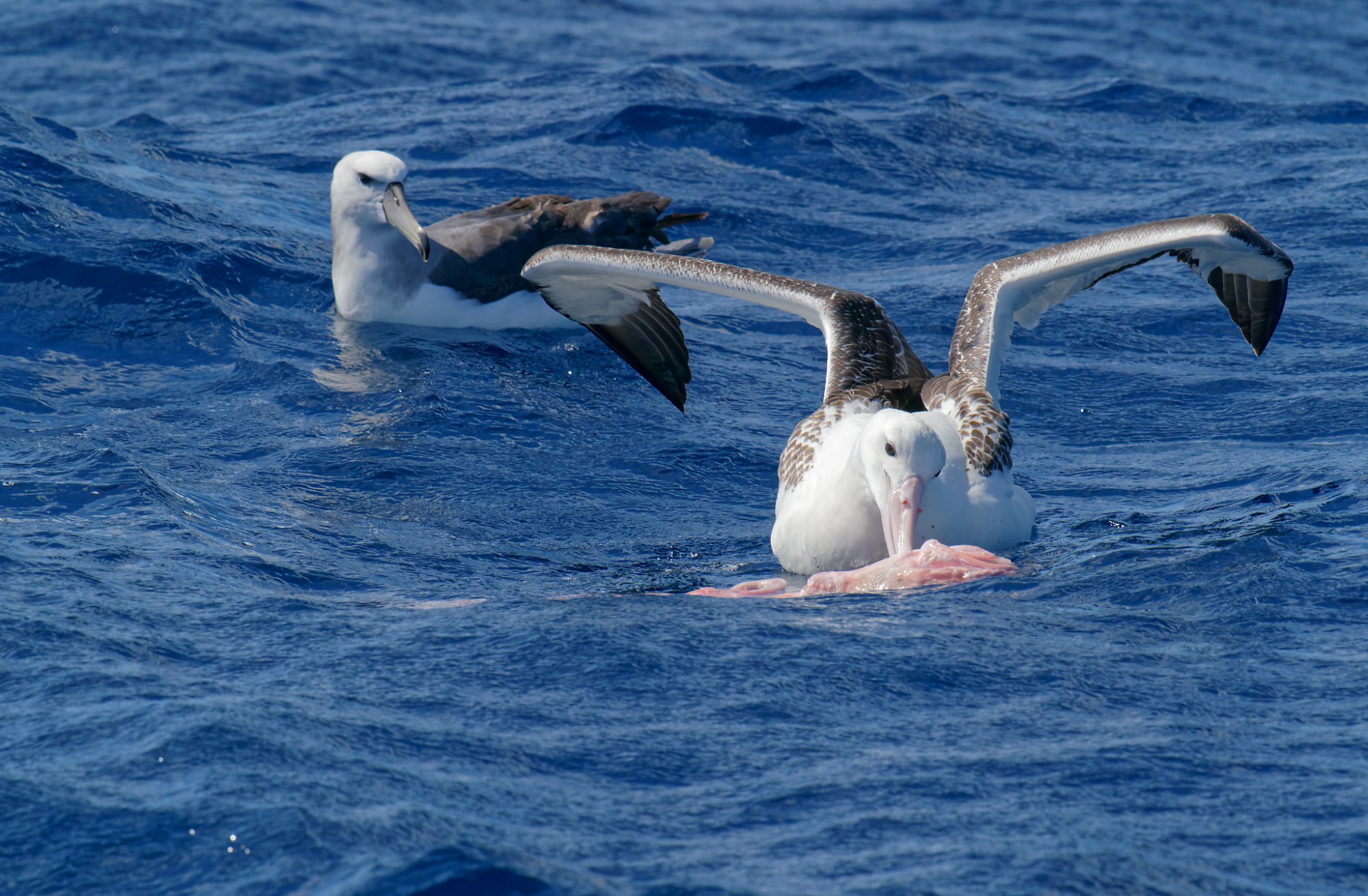 wandering albatross feeding behaviors