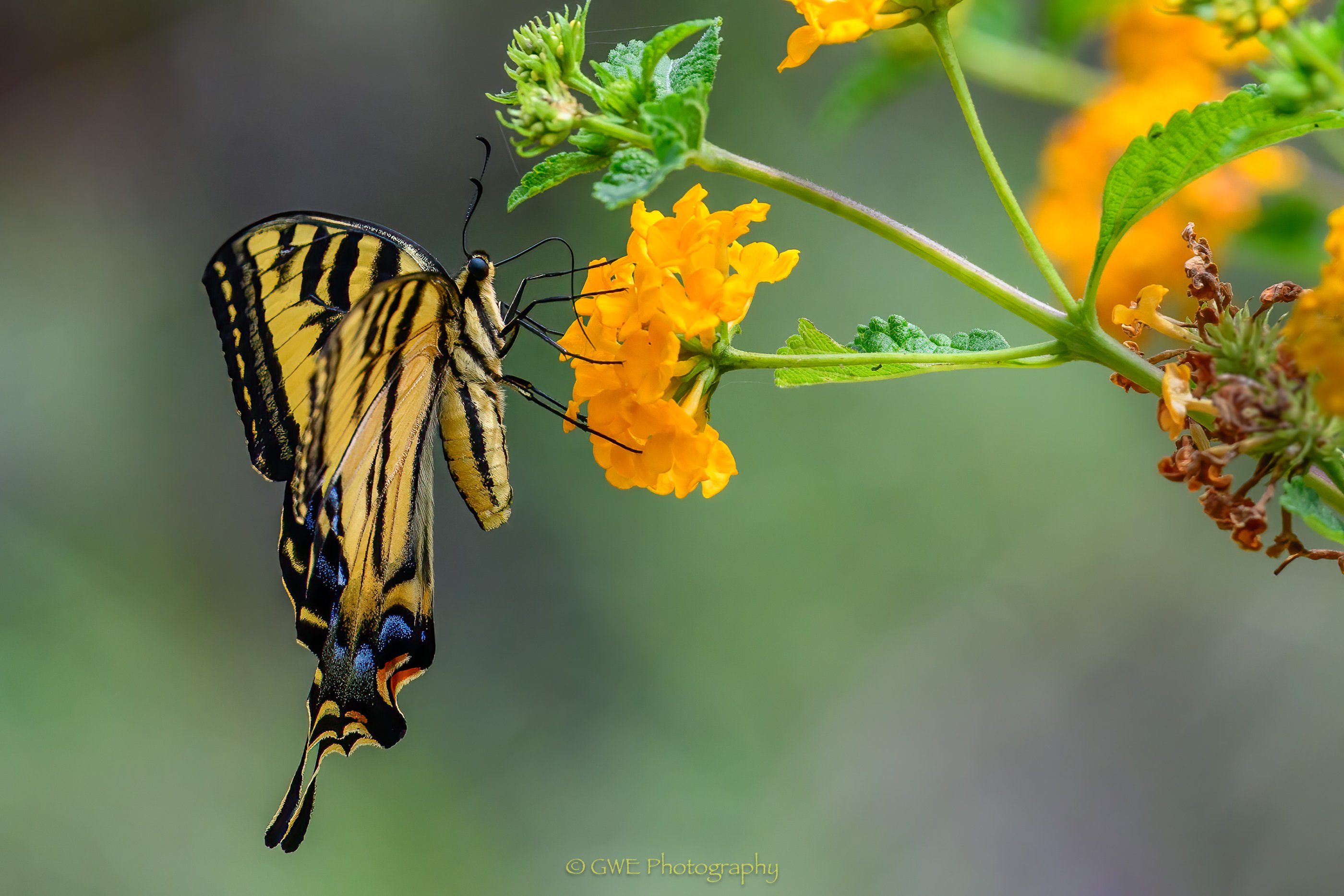 Western Tiger Swallowtail BF.jpg