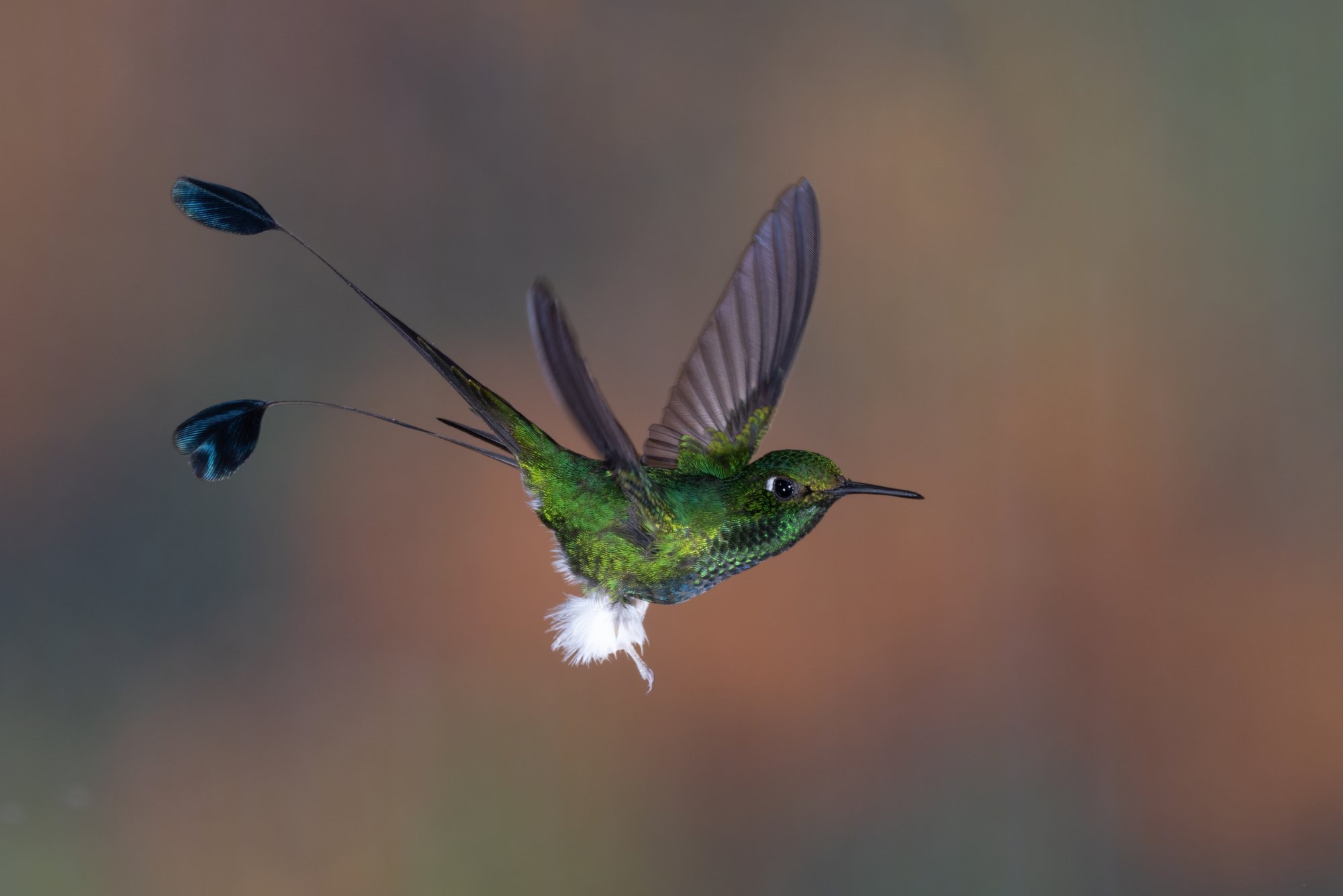 Z9B_6364-Edit_Booted Racket-tail_20220223-2.jpg